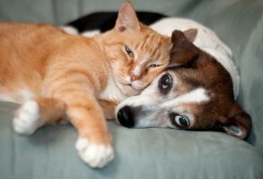 Cat and dog