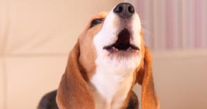 Nestlé Purina and Acquia Labs team up to explore voice-enabled search