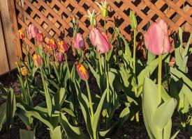 tulips