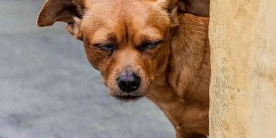 An external website photo for Need to Get Scrappy? Use Your DAM Metadata