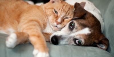 Cat and dog