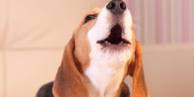 Nestlé Purina and Acquia Labs team up to explore voice-enabled search