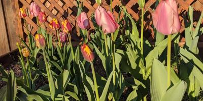 tulips