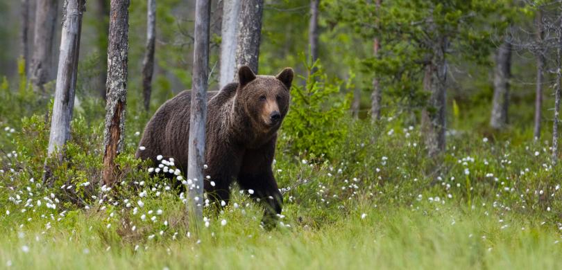 Bear