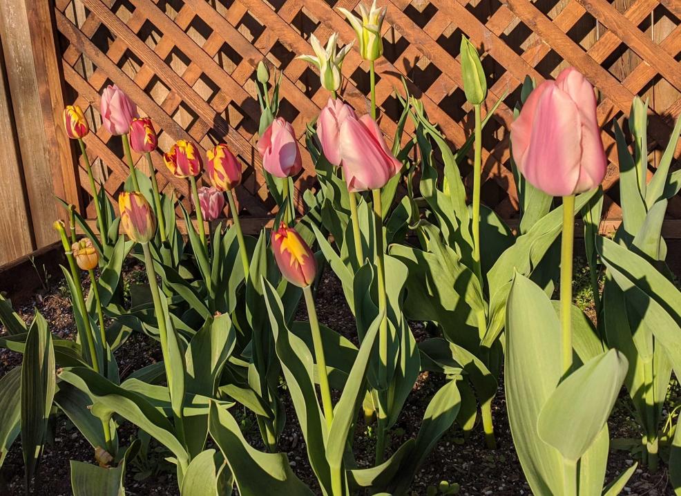 tulips