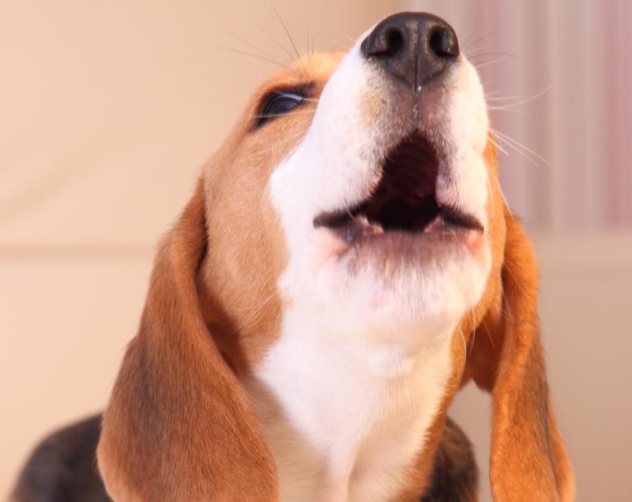 Nestlé Purina and Acquia Labs team up to explore voice-enabled search