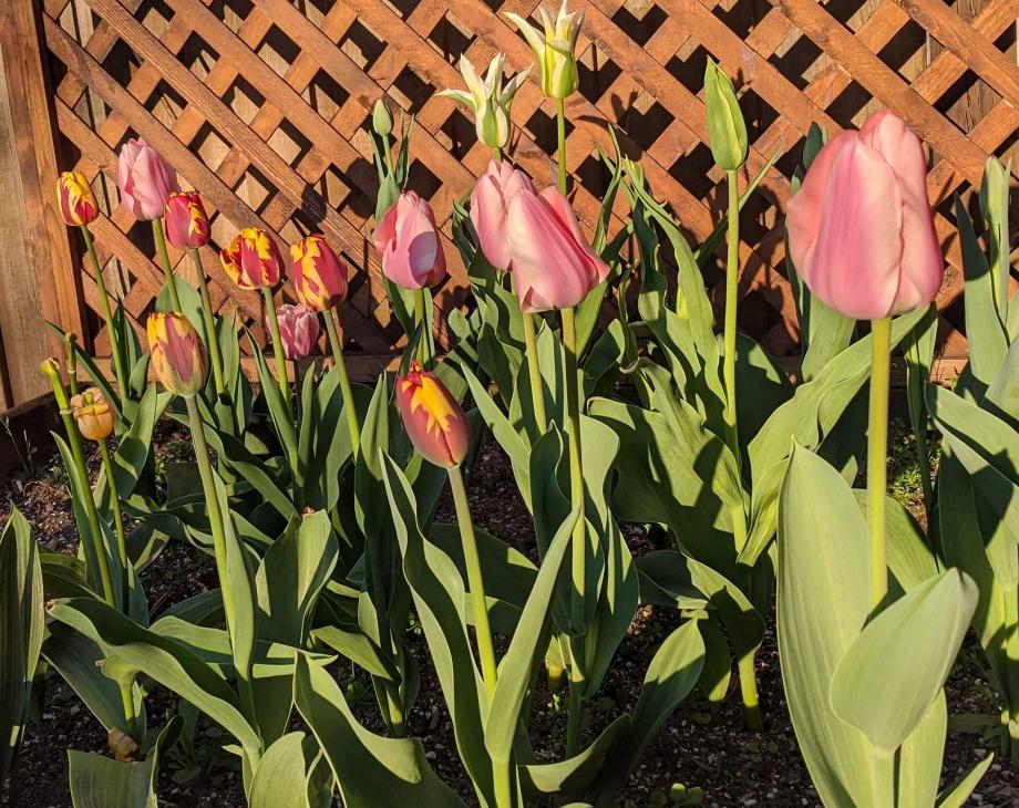 tulips